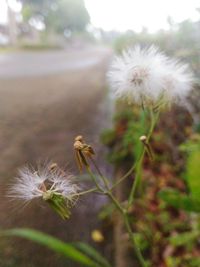 Close-up of honey bee on plant