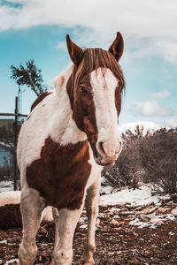 Horse standing in a field