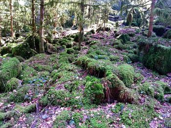 Purple flowers in forest