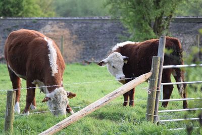 Cows on field