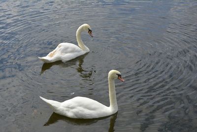 High angle view of swan swimming in lake