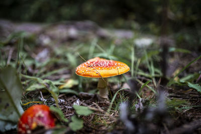 Close-up of mushroom growing on field