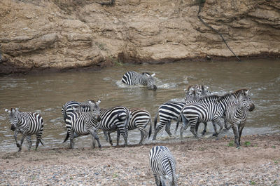 Zebra standing on mountain