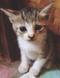 Close-up portrait of kitten