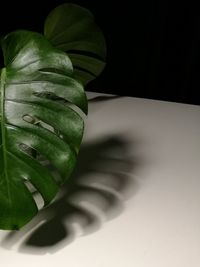 High angle view of leaf on table