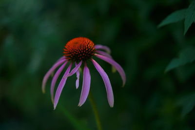 Close-up of purple flower
