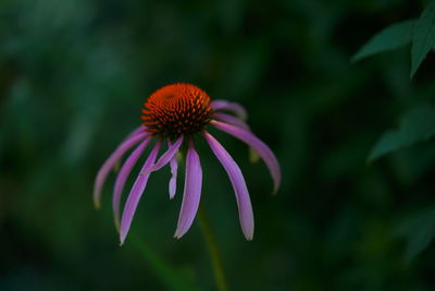 Close-up of purple flower