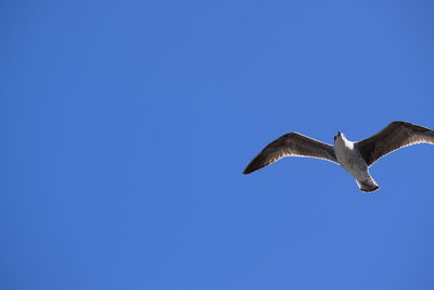 Low angle view of seagull flying in sky