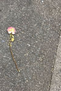 High angle view of flower on road