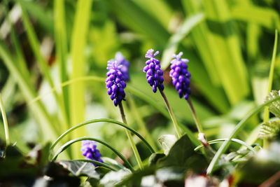 Close-up of purple flowering plant on field
