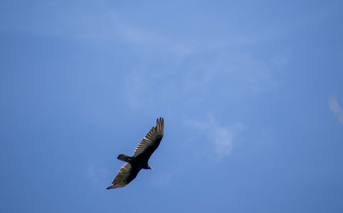 Low angle view of eagle flying in sky