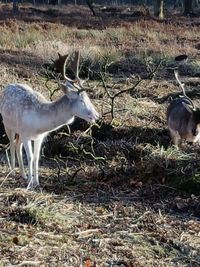 Deer on field