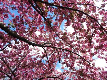 Low angle view of pink cherry blossom tree