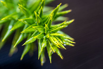 Close-up of fresh green plant