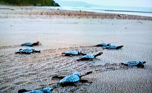 High angle view of birds on beach