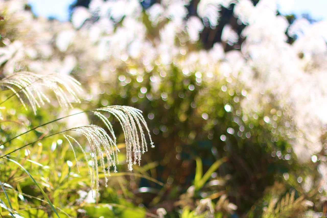 focus on foreground, close-up, plant, growth, nature, fragility, selective focus, day, outdoors, no people, beauty in nature, tree, pattern, field, park - man made space, grass, low angle view, sky, tranquility, sunlight