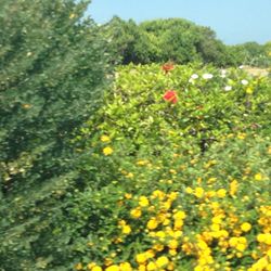 Full frame shot of colorful flowers