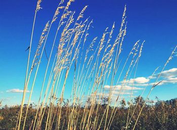 Low angle view of plants against blue sky