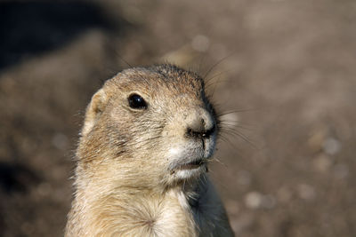 Close-up of the head of a marmot looking away