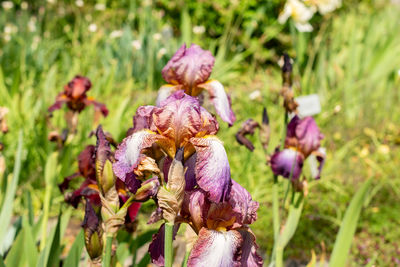 plant