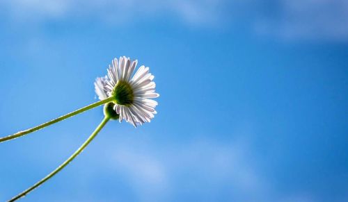 Close-up of flower against blue sky