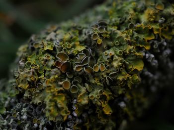 Close-up of moss growing on tree