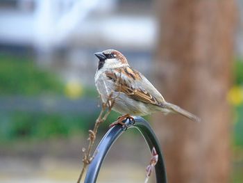 Close-up of bird perching on metal