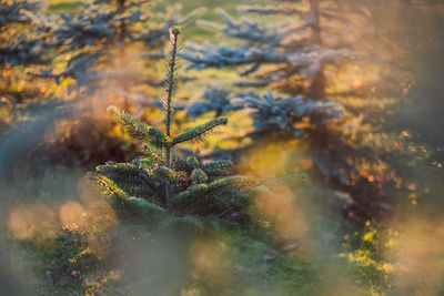 Close-up of pine cones on tree