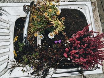 Close-up of plants