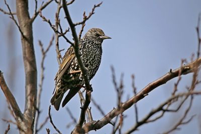 Low angle view of bird perching on tree against clear sky