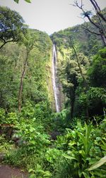 Scenic view of waterfall in forest