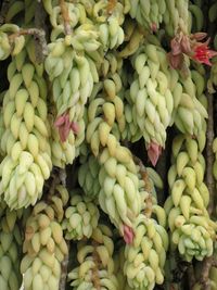 Full frame shot of fruits for sale in market