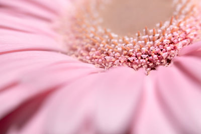 Extreme close up of pink flower