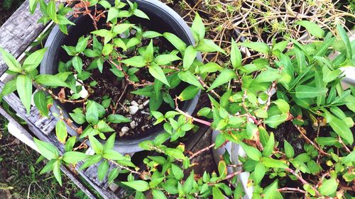 High angle view of plants