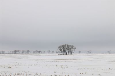 Trees on snow covered field against sky