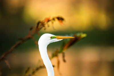 Close-up of a bird