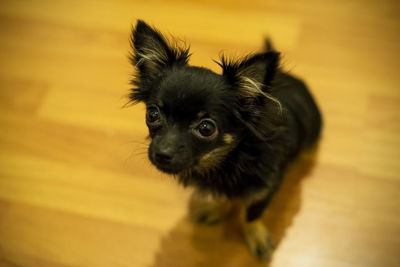 Close-up of a dog looking away