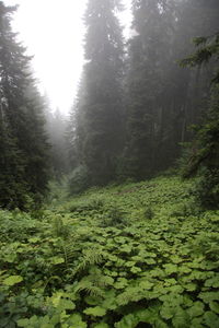Scenic view of forest