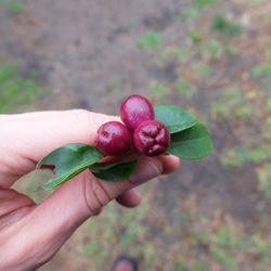Close-up of hand holding fruit