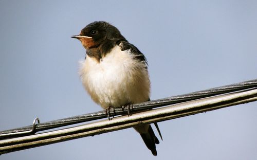 Low angle view of bird perching against clear sky