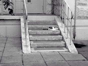 Cat sitting on steps in city