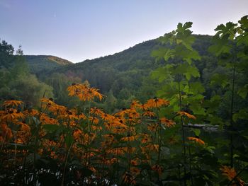 Scenic view of trees and mountains against clear sky