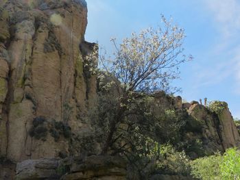 Trees on cliff against sky