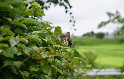 Butterfly on plant