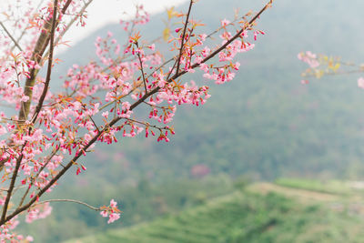 Low angle view of pink flower tree against sky