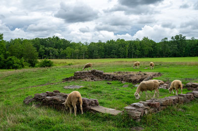 Sheep in a field