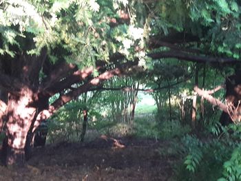 Trees and plants in forest