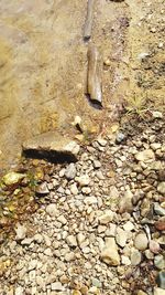 High angle view of bird on rock