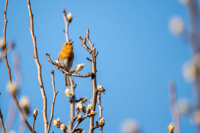 Low angle view of bird perching on tree against sky