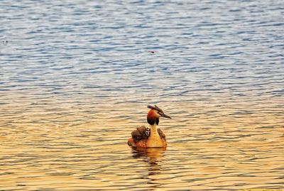 Duck swimming in lake